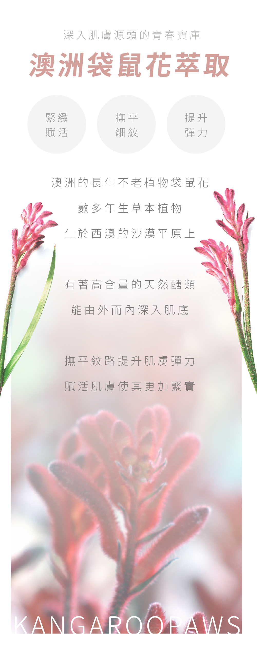 试用期袋鼠花萃取